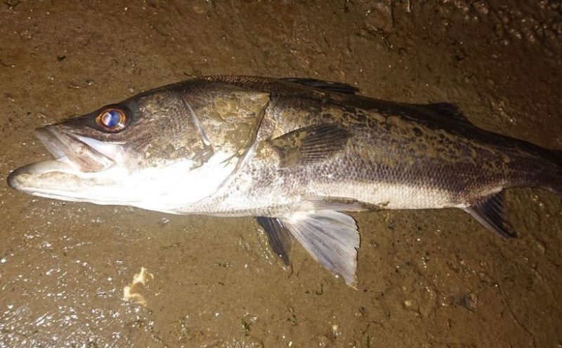 大分県でスズキがよく釣れる釣り場 シーバスの好ポイント 大分県の釣り場情報
