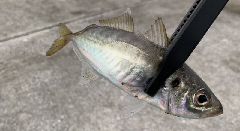金山港で釣れたアジ
