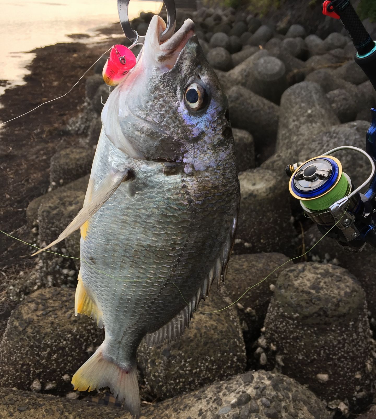 大分県でチヌ クロダイ が釣れる釣り場 チニングポイント 大分県の釣り場情報