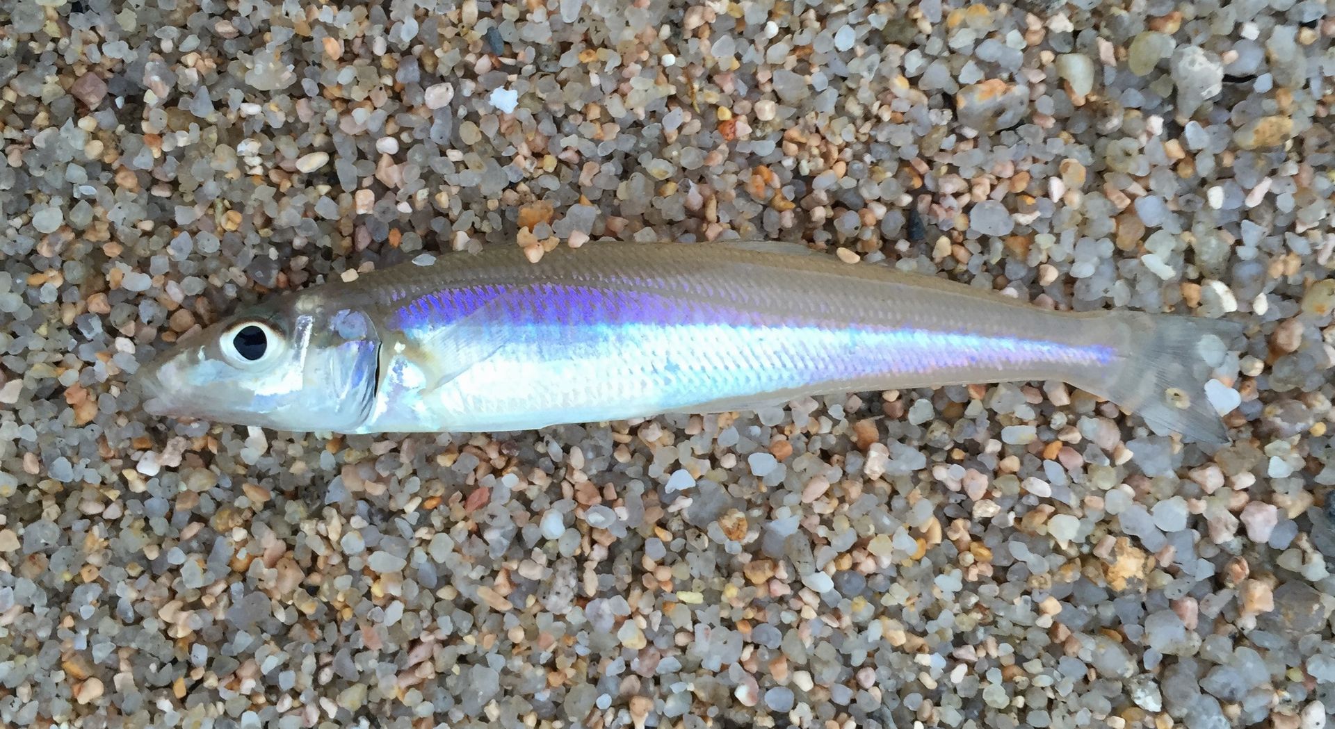 大分県でキスがよく釣れる釣り場 | 投げ釣りポイント