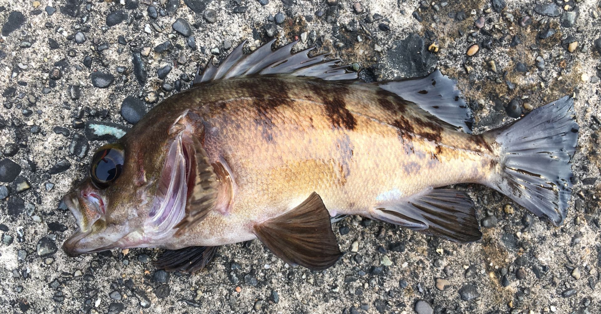 大分県でメバルがよく釣れる釣り場 | メバリングの好ポイント
