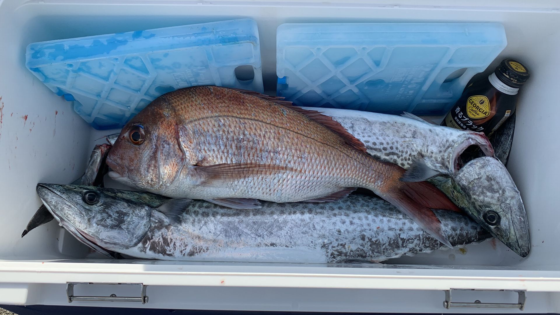 坂ノ市一文字での釣果写真
