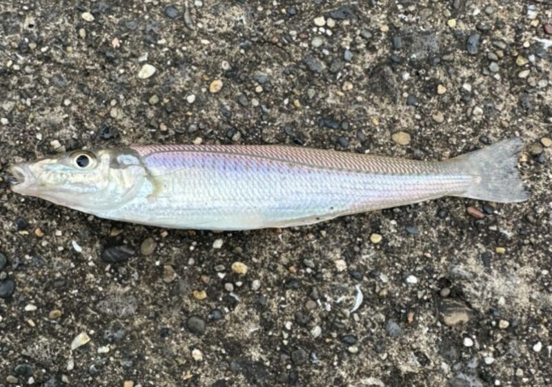 大分の堤防で釣れたシロギス