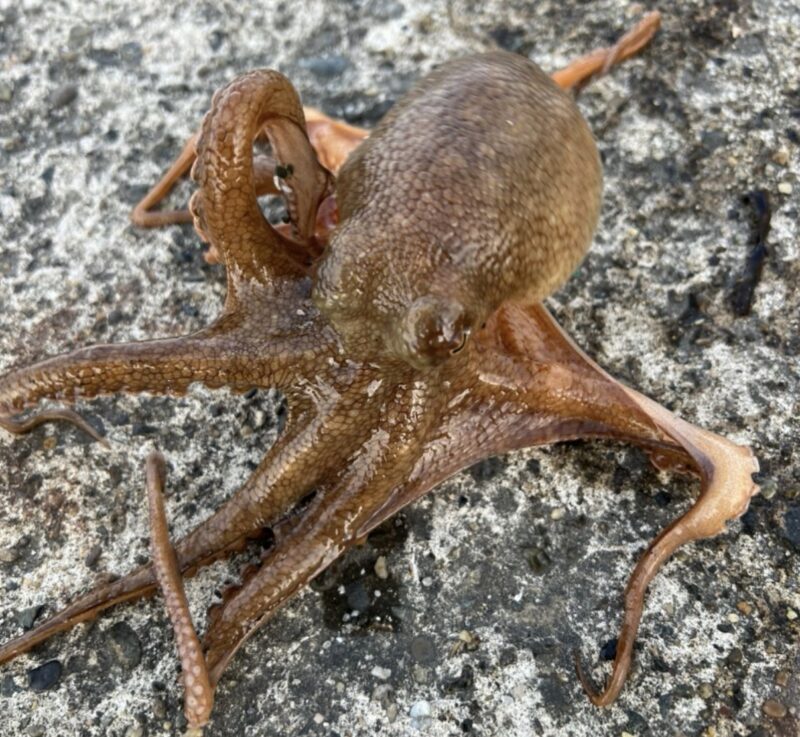 タコエギで釣れたマダコ
