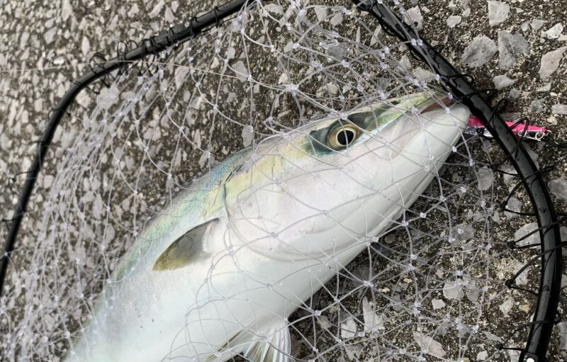 大分沿岸でキャッチしたハマチ
