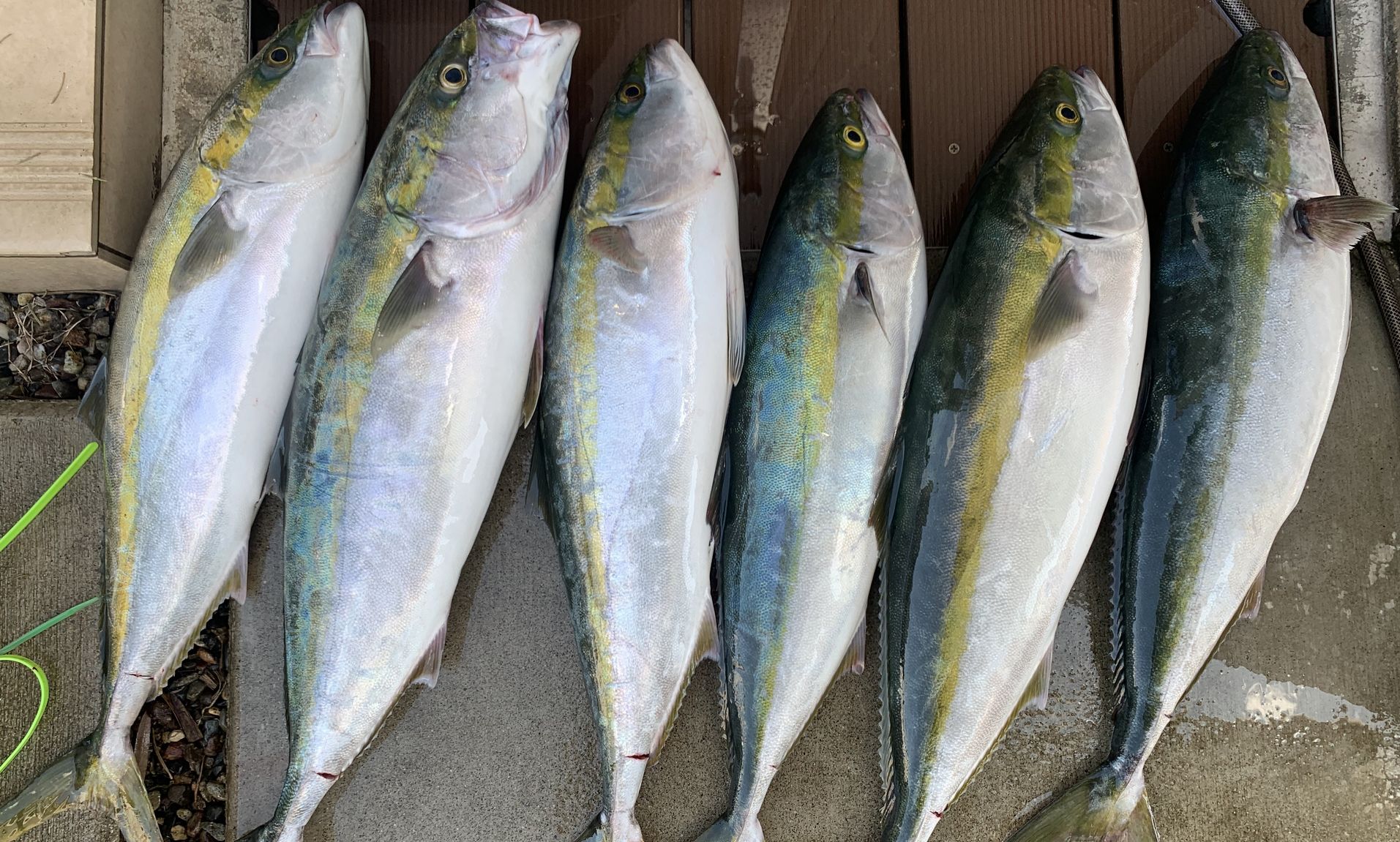 豊後水道で釣り上げた青物