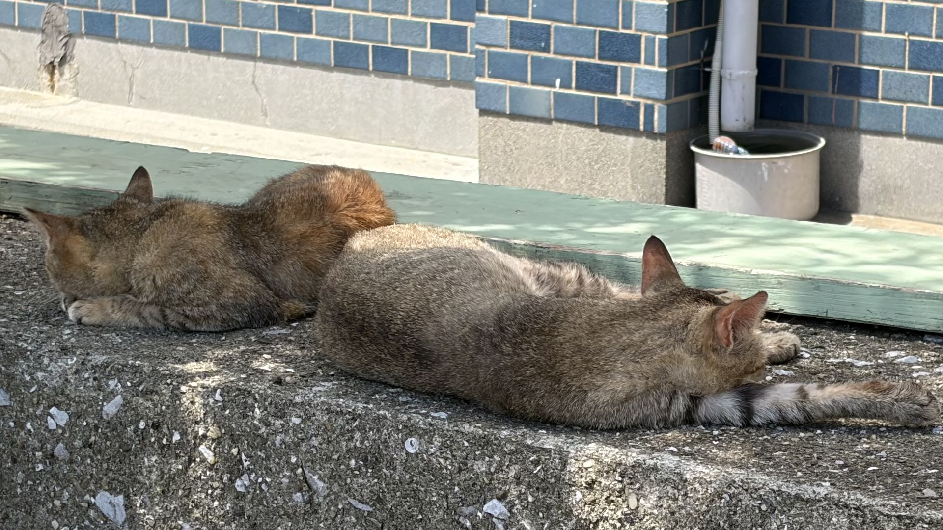 保戸島でくつろぐ可愛い島猫たち