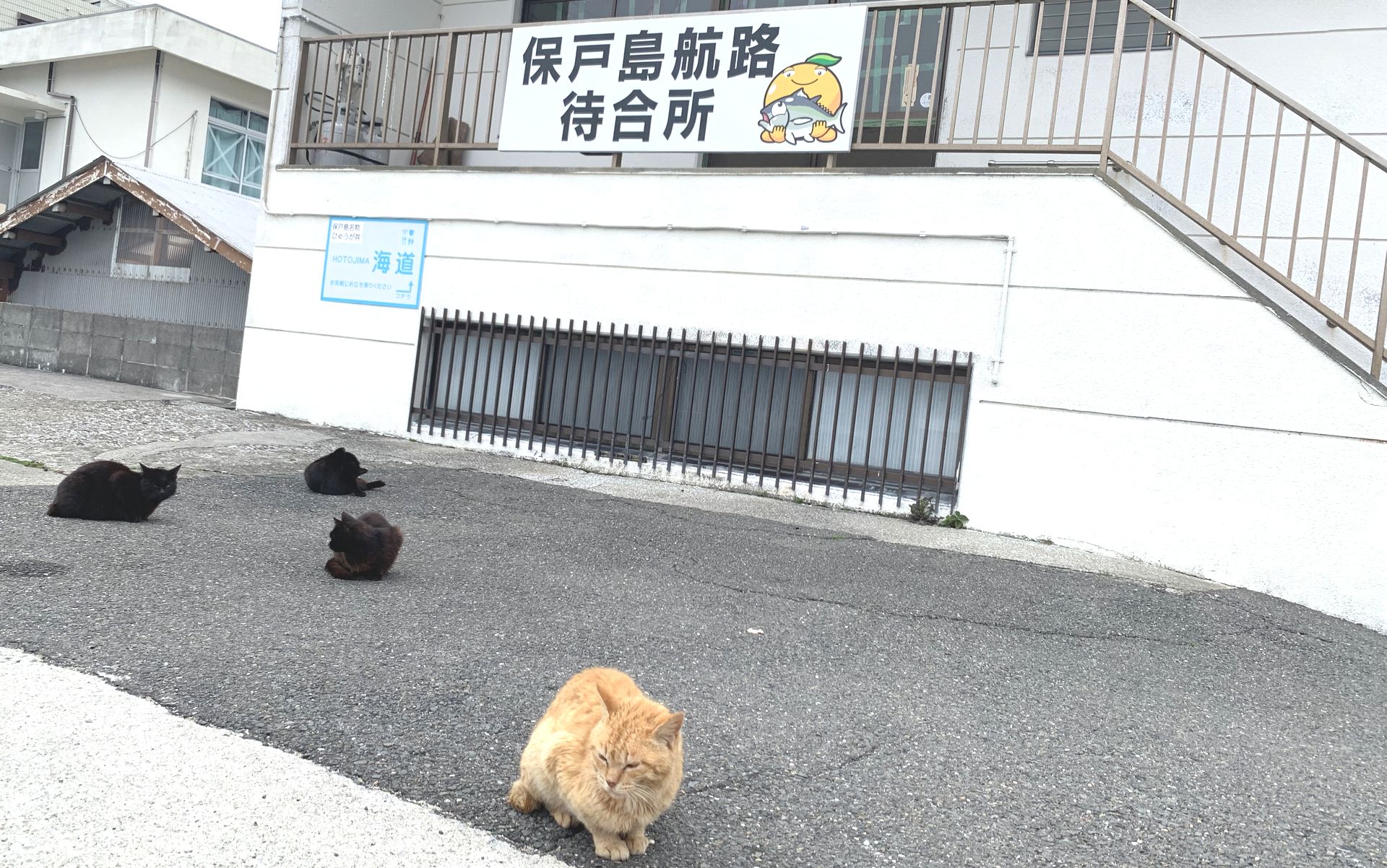 保戸島のフェリー待合所と島猫