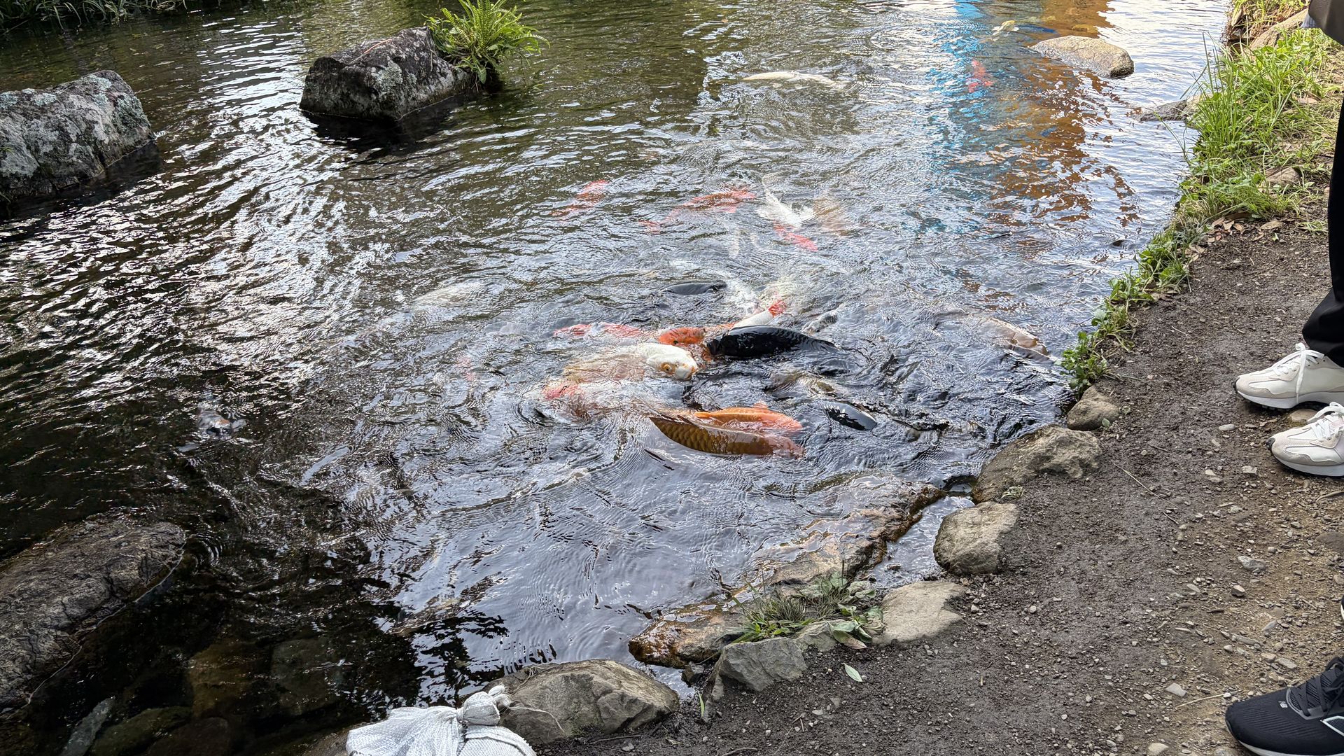 道の駅やよい 錦鯉の池