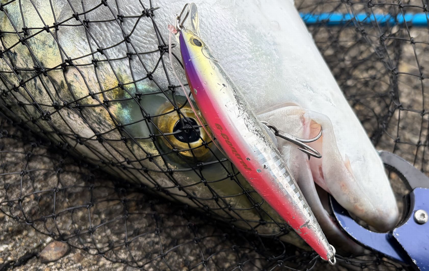 【実釣検証】大分の堤防で青物がガチで釣れるおすすめルアー5選！実績と使い分けを解説